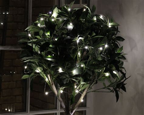 Lights For Indoor Plants - Plants FA