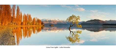 Lake wanaka sunrise lone tree | Da-Ka | Flickr