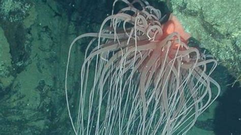 Sea Creature Reclassified As New Kind of Marine Animal - ABC News