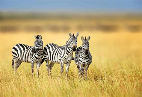 Interesting Information & Facts About Zebra For Children