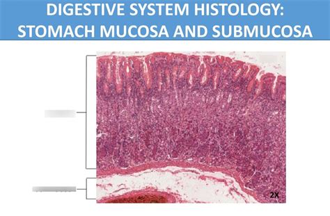 Digestive System Histology: Stomach Mucosa and Submucosa Diagram | Quizlet