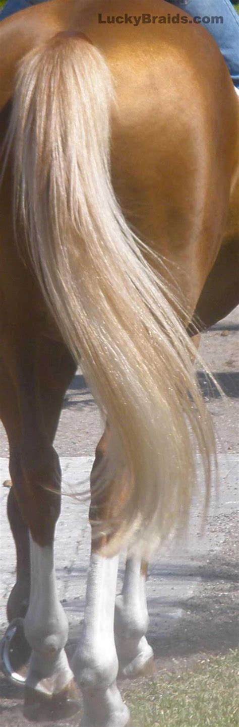 Big Tails - How Virtually Any Horse Can Have a Naturally Full Tail