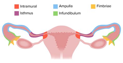 Útero, Cuello Uterino y Trompas de Falopio: Anatomía | Concise Medical ...