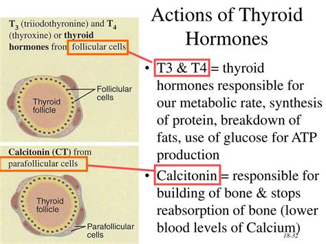 PPT - The Endocrine System General Functions of Hormones PowerPoint Presentation - ID:303291