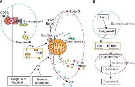 (A, B) Schematic view of the Fas/Fas-ligand (FasL) apoptotic signaling ...