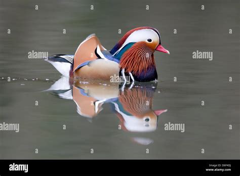 Asian duck species hi-res stock photography and images - Alamy