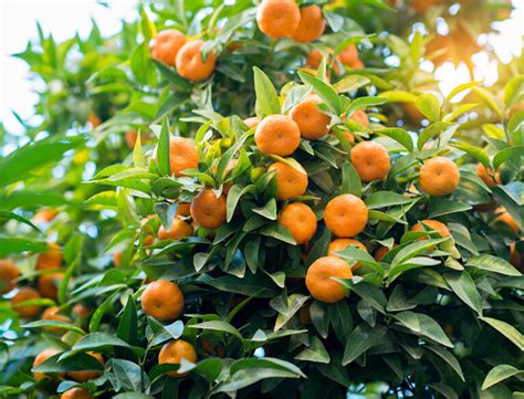 10 Types of Citrus Trees: Everything You Need to Know