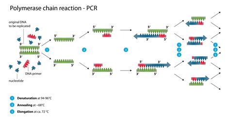 Polymerase Chain Reaction (PCR): Steps, Types and Applications ...