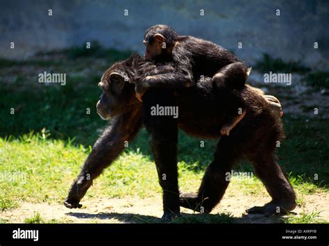 Mother chimp with baby on back Stock Photo - Alamy