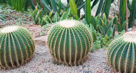 A Field Guide to Arizona Cacti - VBT Bicycling Vacations