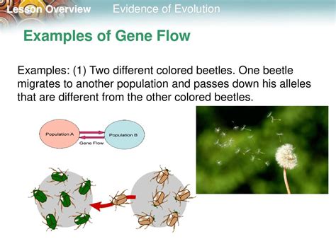 Gene Flow Examples