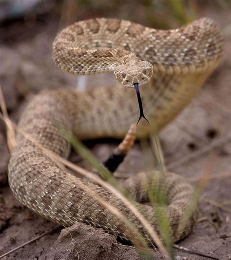 Two rattlesnake bites in three days in Colorado Springs parks signal reptiles' emergence | News ...