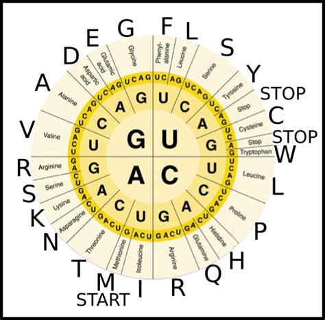 Printable Codon Chart