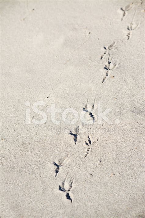 Seagull Footprints In The Shore Stock Photo | Royalty-Free | FreeImages