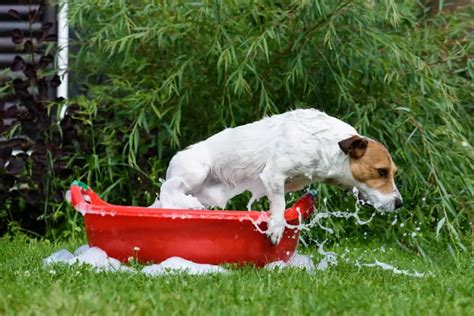 My Jack Russell Terrier Hates Baths! [4 reasons why & 5 helpful bath ...