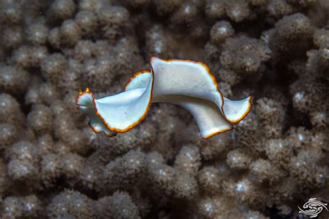 Marine Flatworms-Facts-Photographs and Video | Seaunseen