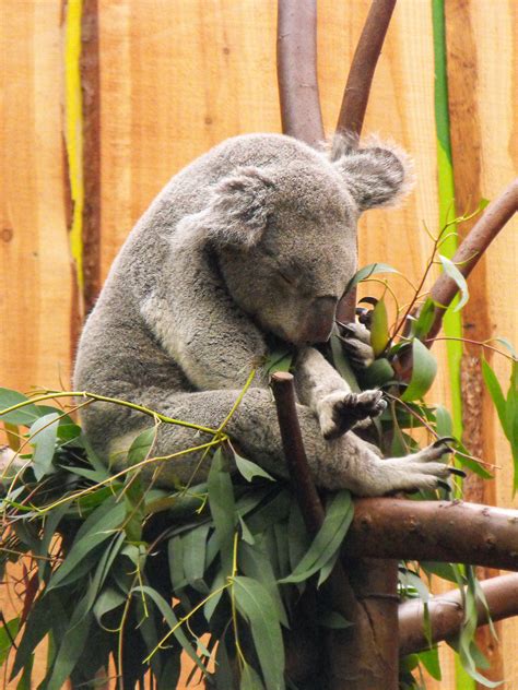 Sleeping Koala Bear on Tree Branch · Free Stock Photo