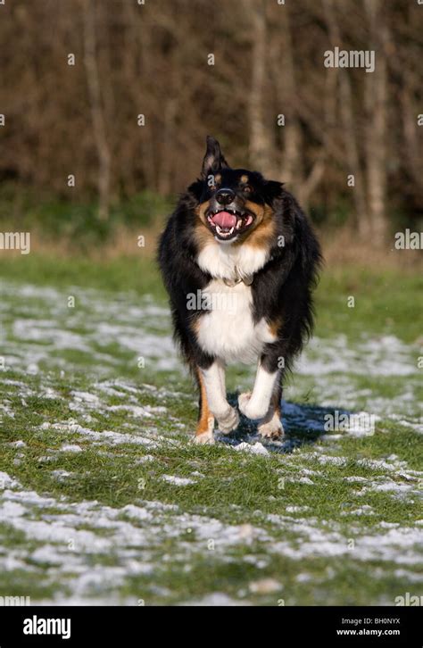 Border collie dog Single adult male running Park, Gosport Stock Photo ...