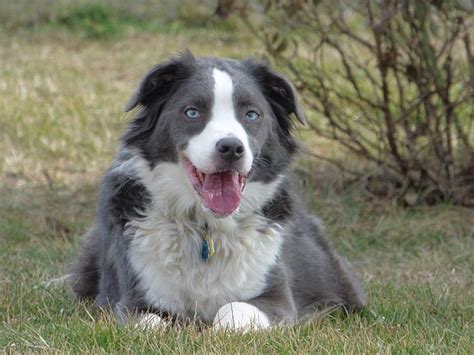 27 Amazing Australian Shepherd Mixes (Mixed Aussies)