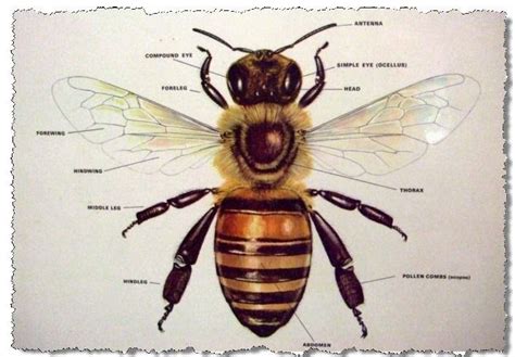 Honey Bee - Parts of Its Body | Bee, Honey bee photos, Honey bee