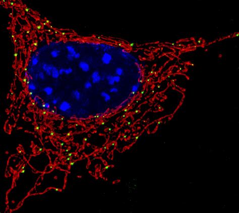 Mitochondria | Mitochondria (red) are organelles found in mo… | Flickr