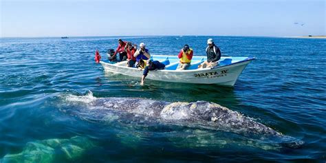 Whale Watching in Loreto Mexico | Villa del Palmar Loreto