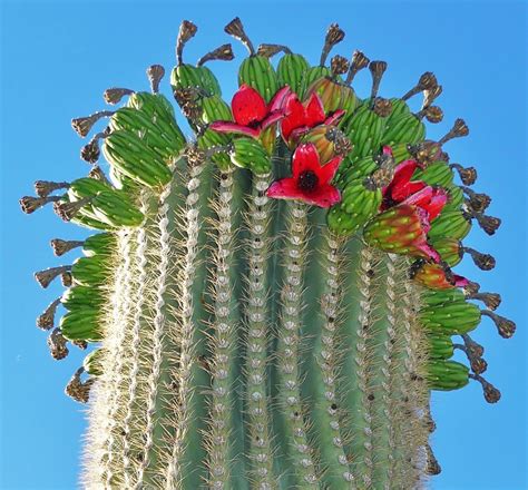 Is Flowering and Fruiting in Saguaro Cactus Inversely Related to ...