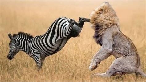 When Prey Fights Back | Most Amazing Animal Attack Fails 2016 | Wild animals attack, Animal ...