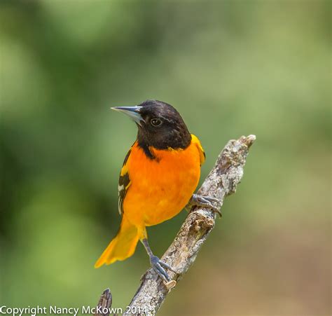 Setting up Perches to Photograph Baltimore Orioles in Your Backyard. Welcome to - Finches Bird ...