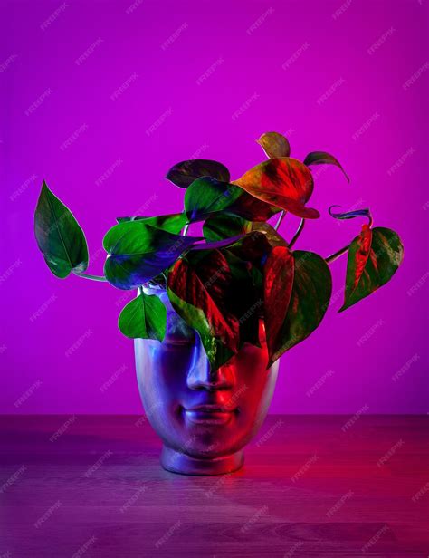 Premium Photo | Golden pothos plant in head shaped pot on dark magenta background