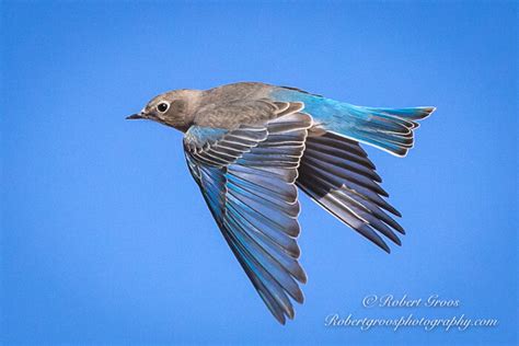 Female Mountain Bluebird Flying