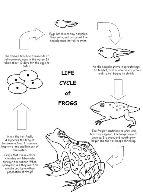 Life Cycle Of A Frog Activity For 2nd Grade