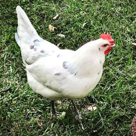 Austra White Chicken Breed Info + Where to Buy - Chicken & Chicks Info