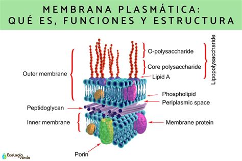 Membrana Plasmгўtica Concepto Estructura Y Funciones – NBKomputer