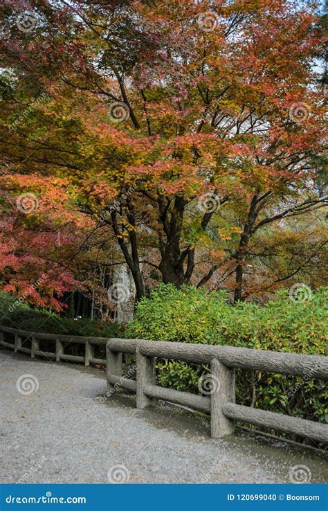 Japanese Autumn Garden in Tenryuji Temple during Autumn Season I Stock Photo - Image of momiji ...