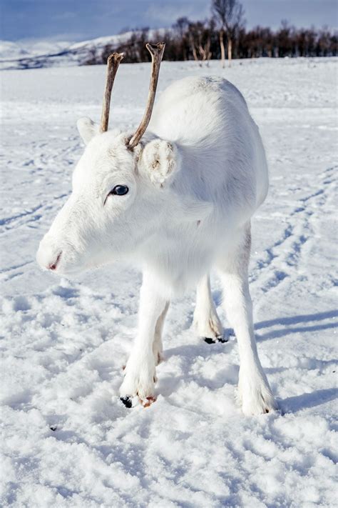 Extremely rare white baby reindeer spotted in Norway : r/pics