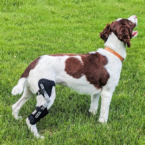 Dog Knee Brace | ACL-CCL Stifle | Rear Leg Brace | Animal Ortho Care