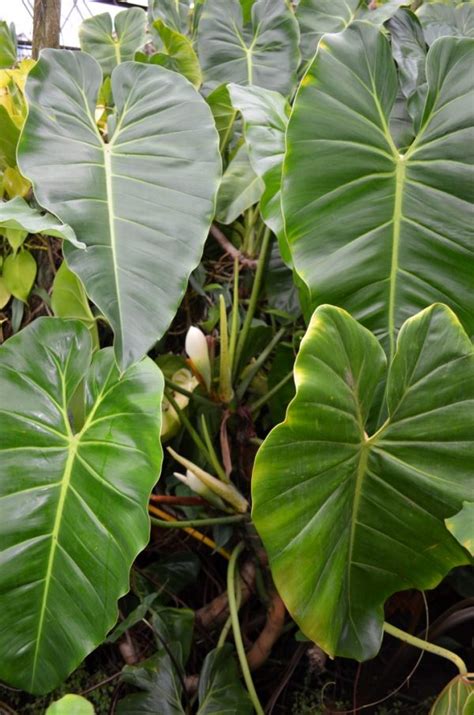 Philodendron Cordatum – Brian's Botanicals