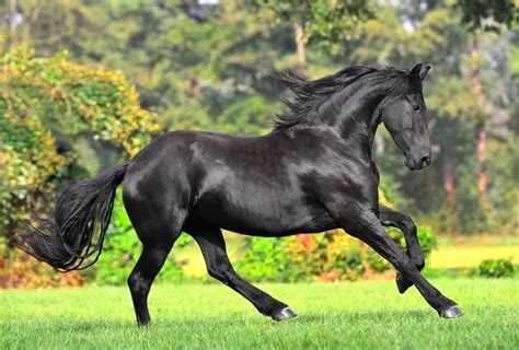 9 Best Dressage Horse Breeds (For All Levels) - Horsey Hooves