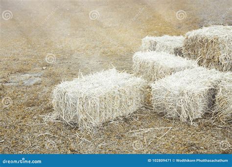 Hay Bale Agriculture Field in Farm. Stock Image - Image of feed, grow ...