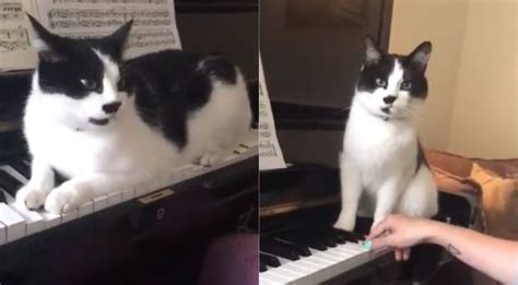 Piano playing cat helps students learn instrument | Viral - Music Crowns