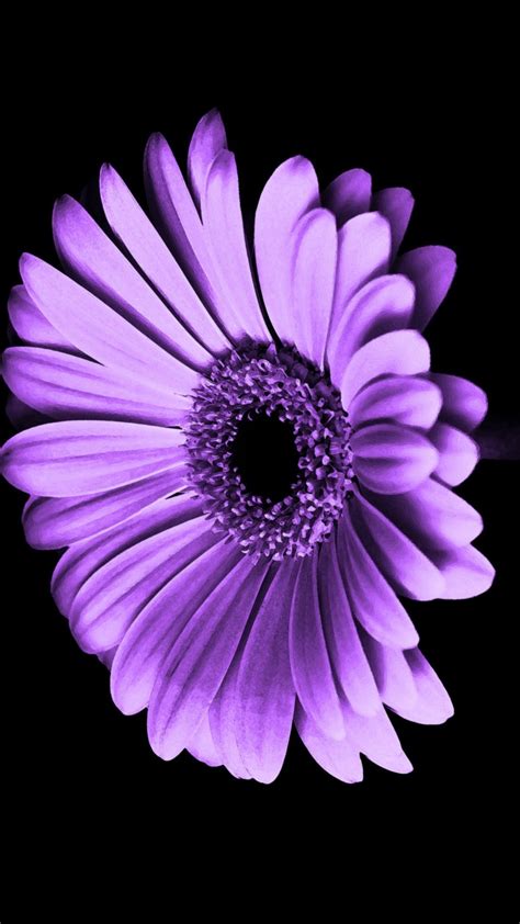 Purple Flowers iPhone Wallpaper HD ~ Cute Wallpapers 2022