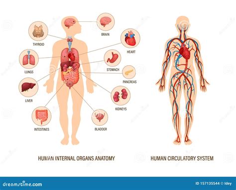 Human Body Anatomy Infographic of Structure of Human Organs Stock Vector - Illustration of ...