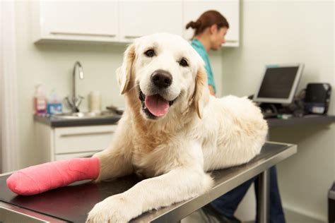 Orthopedic Surgery | All City Pet Care East