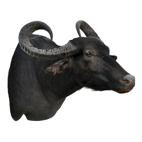 Water Buffalo - 42" Horns - Taxidermy Mounts for Sale and Taxidermy ...