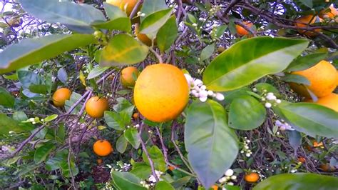 Florida could have lowest orange crop output since 1942