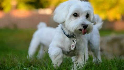 30 Best Dog Names For The Mighty Maltese [PICTURES] - DogTime