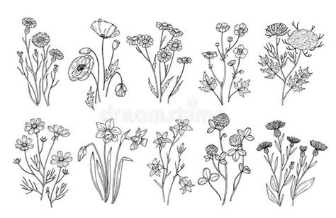 Wild flowers. Sketch wildflowers and herbs nature botanical elements. Hand drawn summer field ...