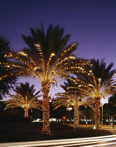 Pin on Lighted Christmas Palm Tree Decorations