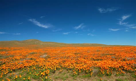 Antelope Valley California Poppy Reserve State Natural Reserve : Smartphone users can go to ...